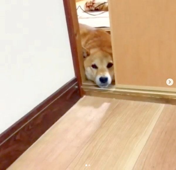 健気に待ち続ける柴犬