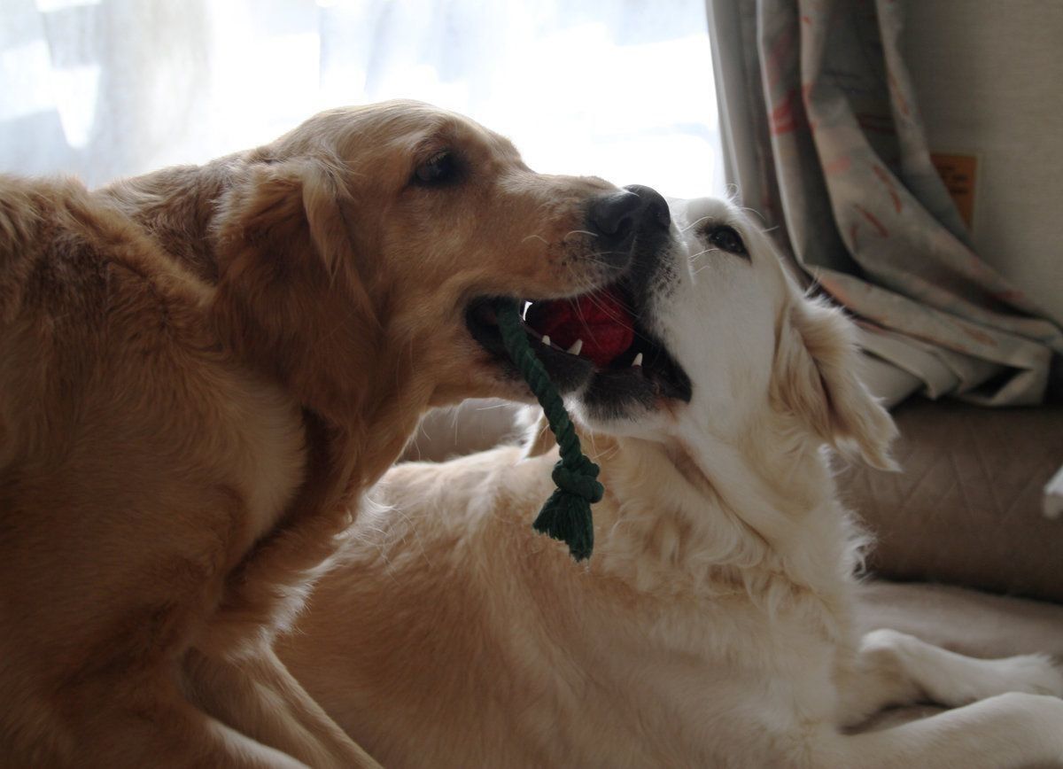 いぬのきもちふろくレポート