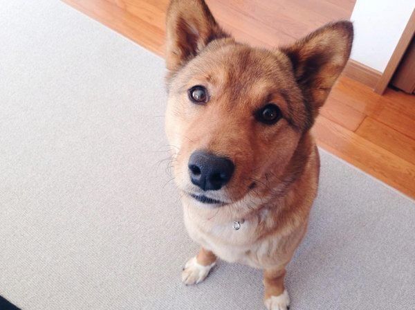 雑種の麦ちゃん