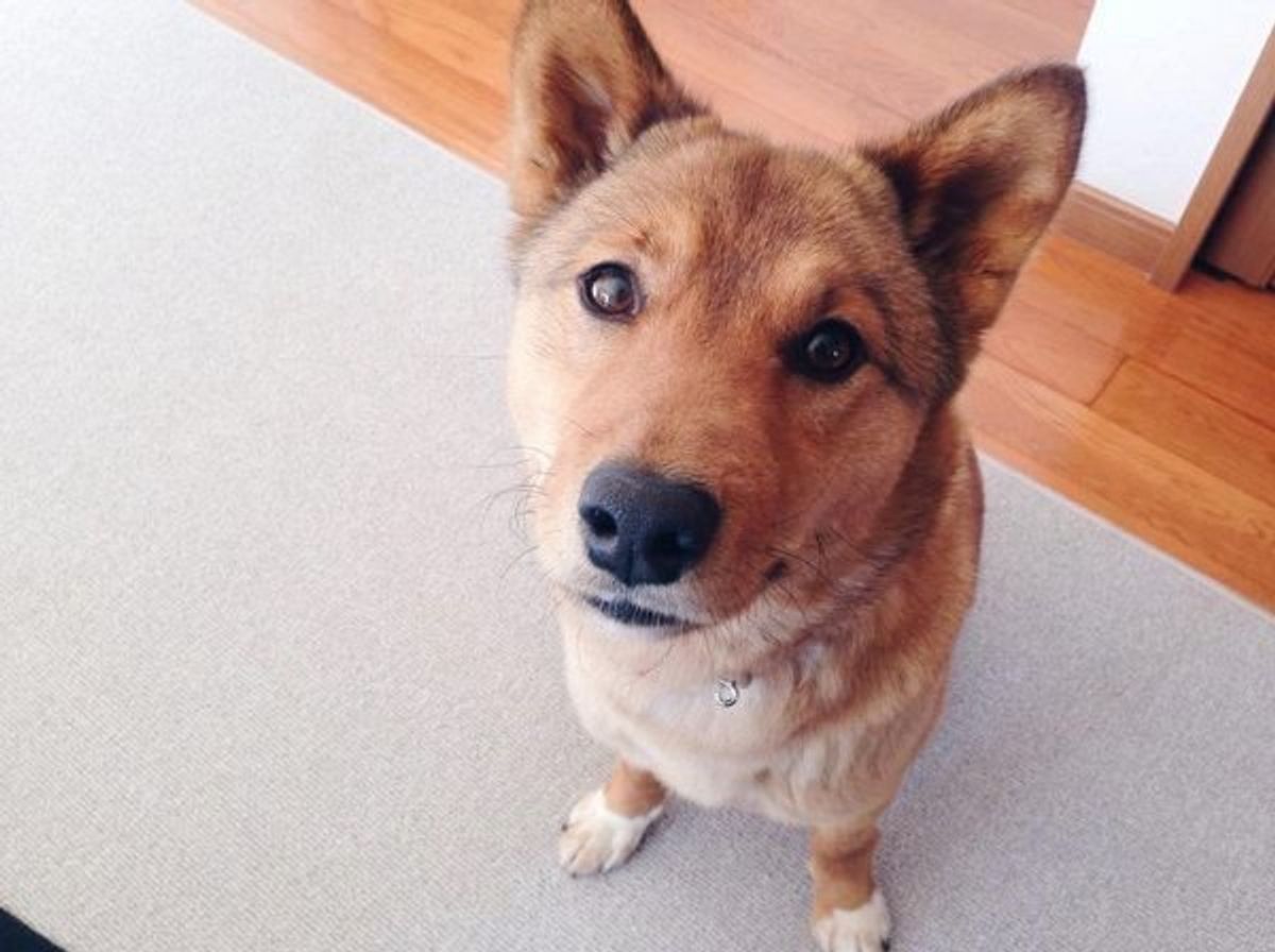 新しい家族と暮らすため 徳島から長野へ 元迷子犬 麦ちゃんの今 いぬのきもちweb Magazine 新しい家族と暮らすため 徳島から長野へ 元迷子犬 麦ちゃんの今 いぬのきもちweb Magazine