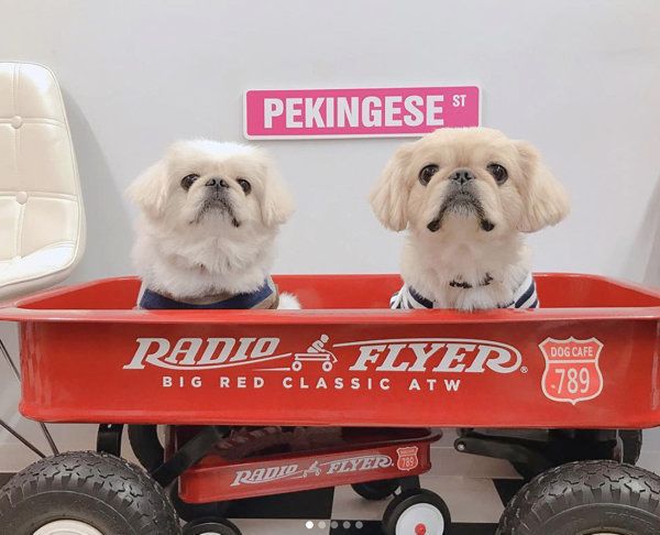 ペキニーズのこたろうちゃんともぐちゃん