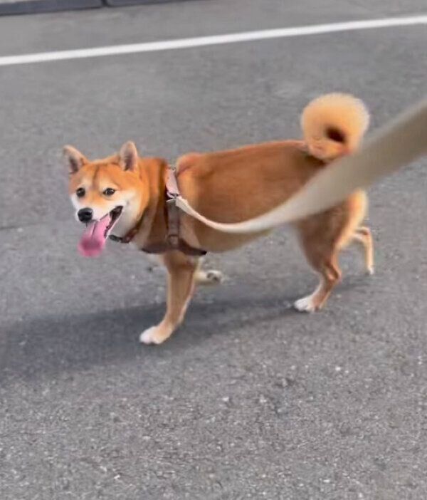 お散歩を楽しむあんこちゃん