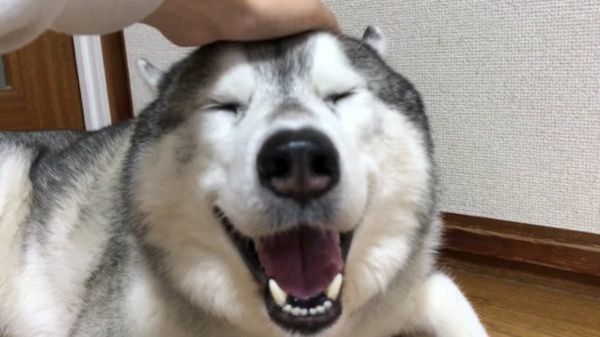 シベリアン・ハスキーの文太ちゃん