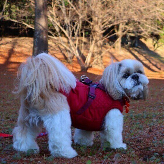 シー・ズーのポチャッコくん