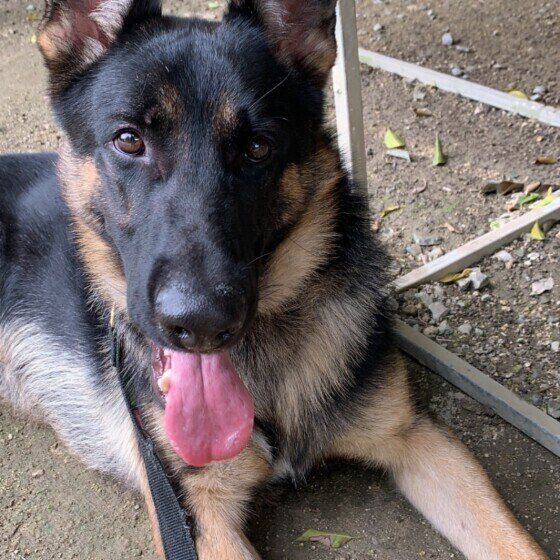 伏せをするジャーマン・シェパード・ドッグ