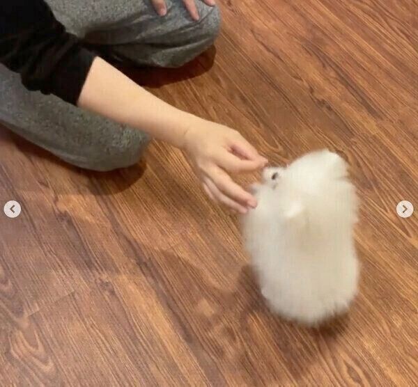 「オスワリ」の練習をするぺこちゃん