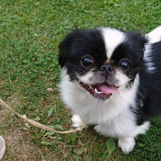 ペキニーズのおもちちゃん