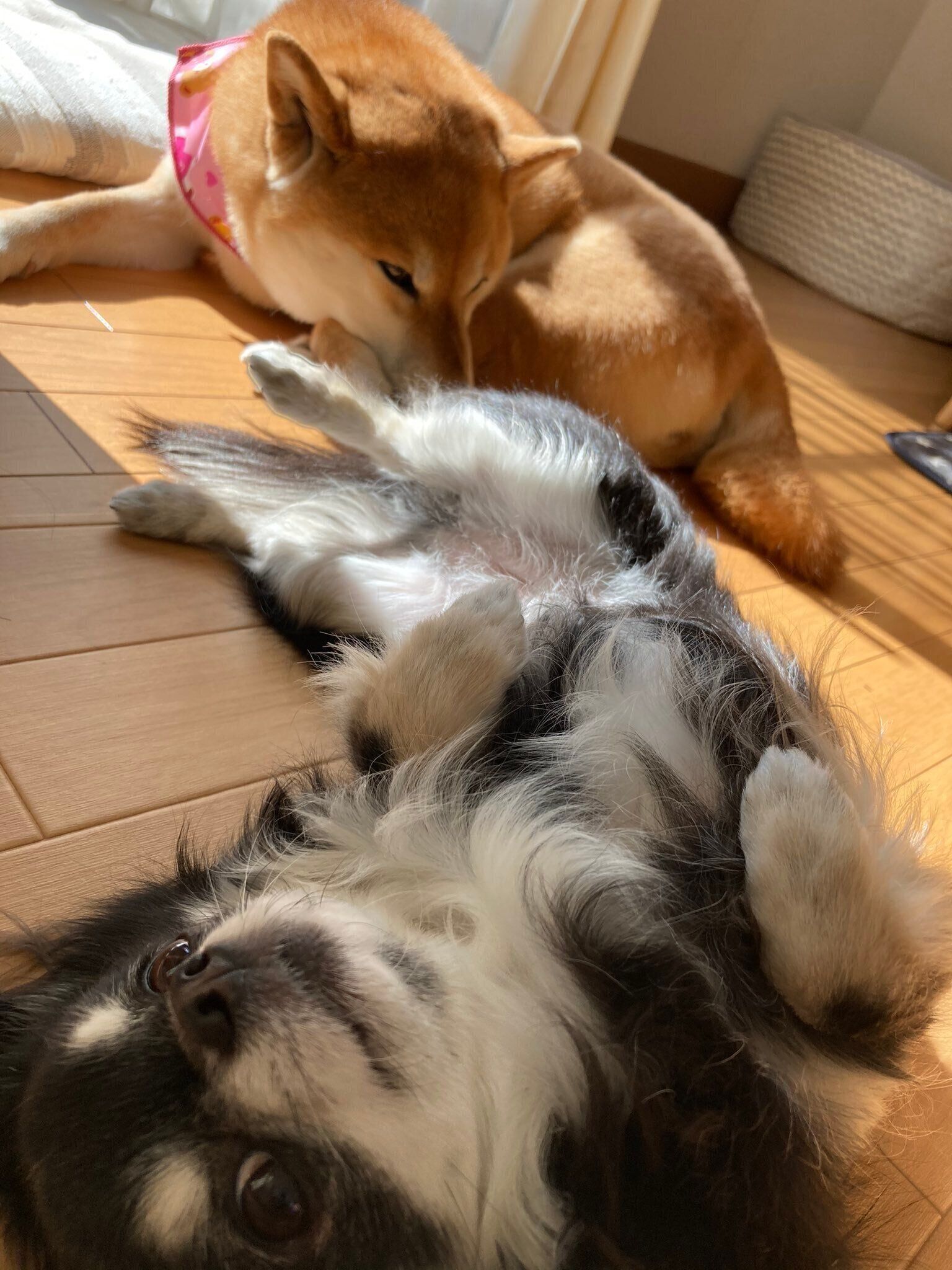 ひなたぼっこをするミニちゃんとすずちゃん