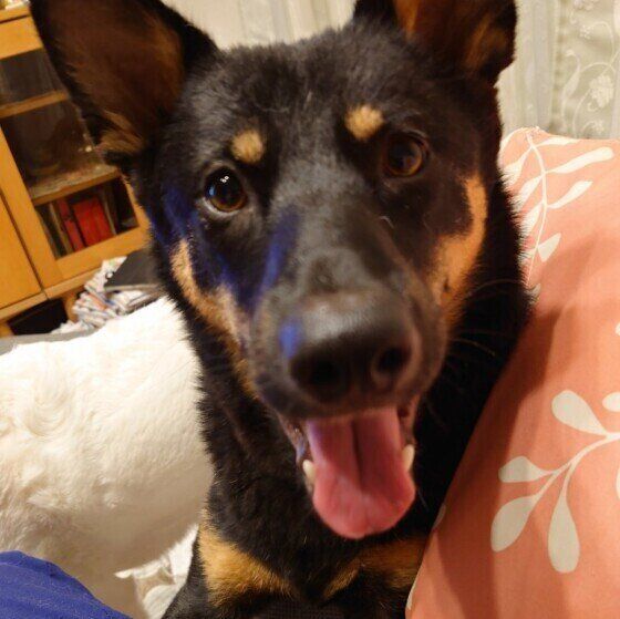 舌を出すMIXの男の子