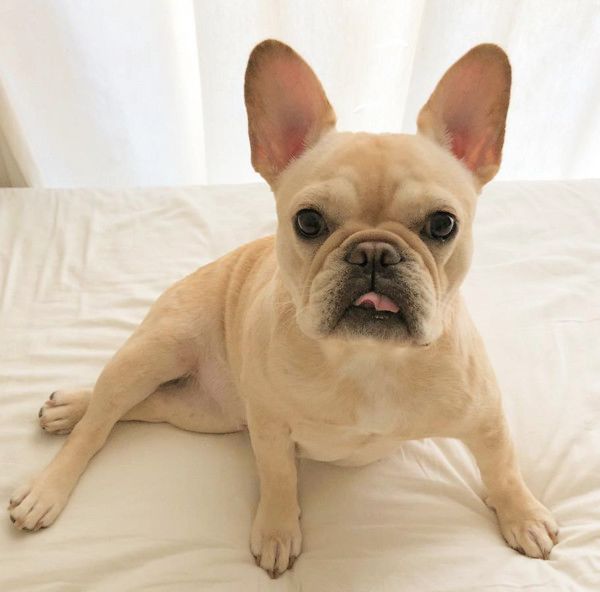 眉毛がすごい犬