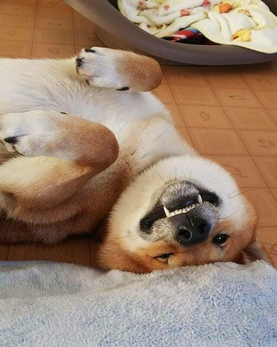 ゴロンとしながら歯を見せる柴犬