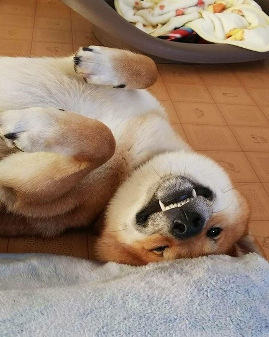 飼い主さんがやってよかったと思う犬の オーラルケア はこれ いぬのきもちweb Magazine 飼い主さんがやってよかったと思う犬の オーラルケア はこれ いぬのきもちweb Magazine