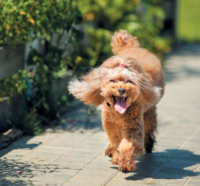 嬉しそうに歩く犬