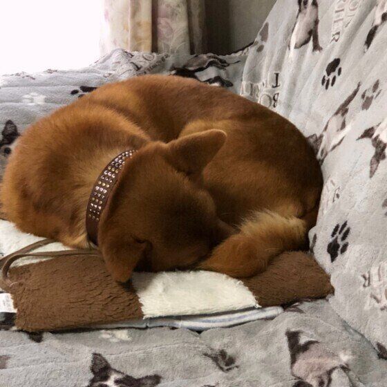 犬の尻尾はマフラーになる？小さく丸くなって寝る犬たちをご紹介 いぬのきもち