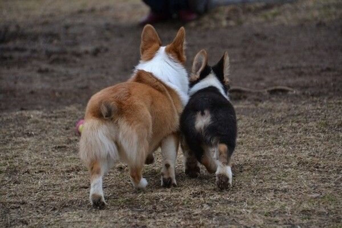 獣医師が解説 犬のおならは病気のサイン 原因ごとに正しく対処 いぬのきもちweb Magazine 獣医師が解説 犬のおならは病気のサイン 原因ごとに正しく対処 いぬのきもちweb Magazine