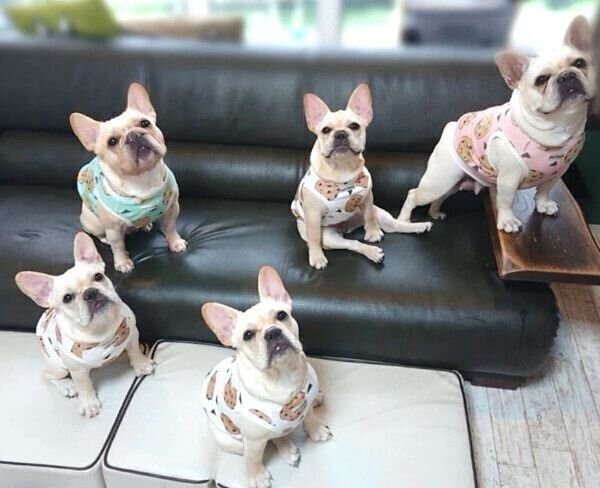 見つめるボブくん・イブちゃんfamily