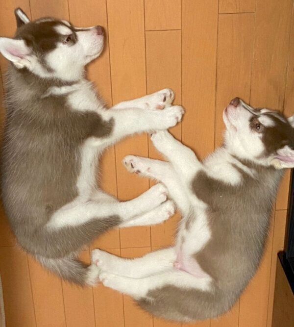 生後2カ月のイズくん、マックスくん