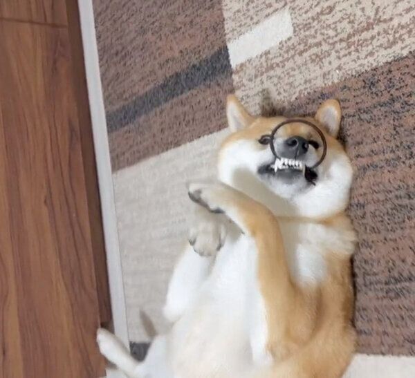 ヘアゴムをくわえるのが好きなふう太くん