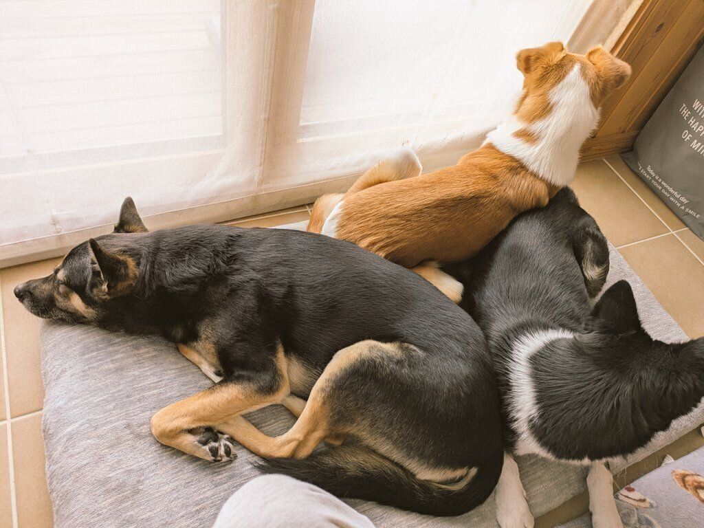 仲良くまったりする3頭