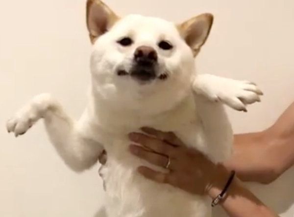 へんてこなポーズをする柴犬