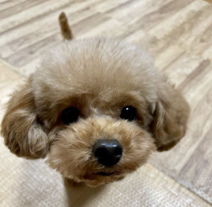 カメラを向けている飼い主さんを見上げるうたちゃん