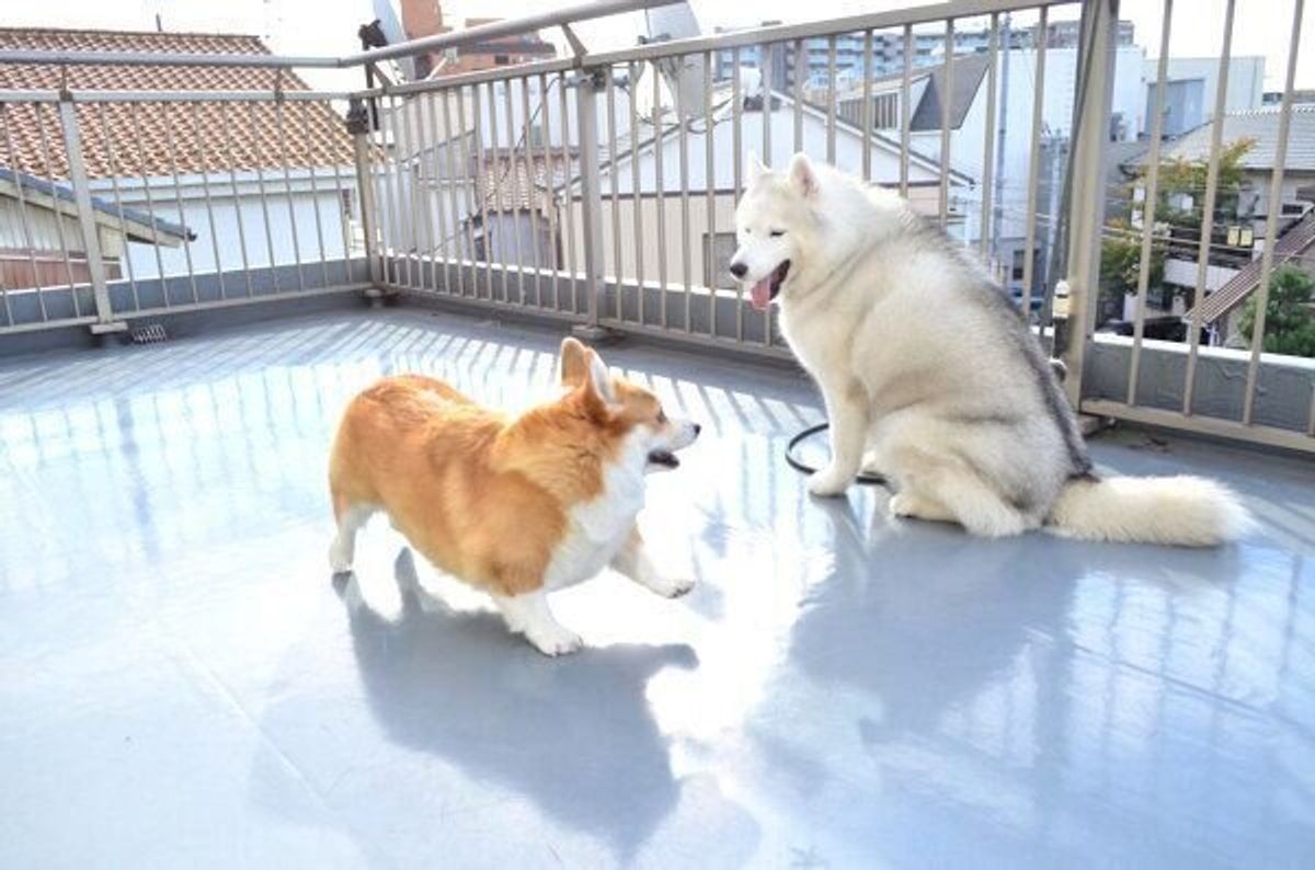 遊ぼうよ と挑発し合う姉妹犬 可愛いじゃれ合いの結末にほっこり いぬのきもちweb Magazine 遊ぼうよ と挑発し合う姉妹犬 可愛いじゃれ合いの結末にほっこり いぬのきもちweb Magazine