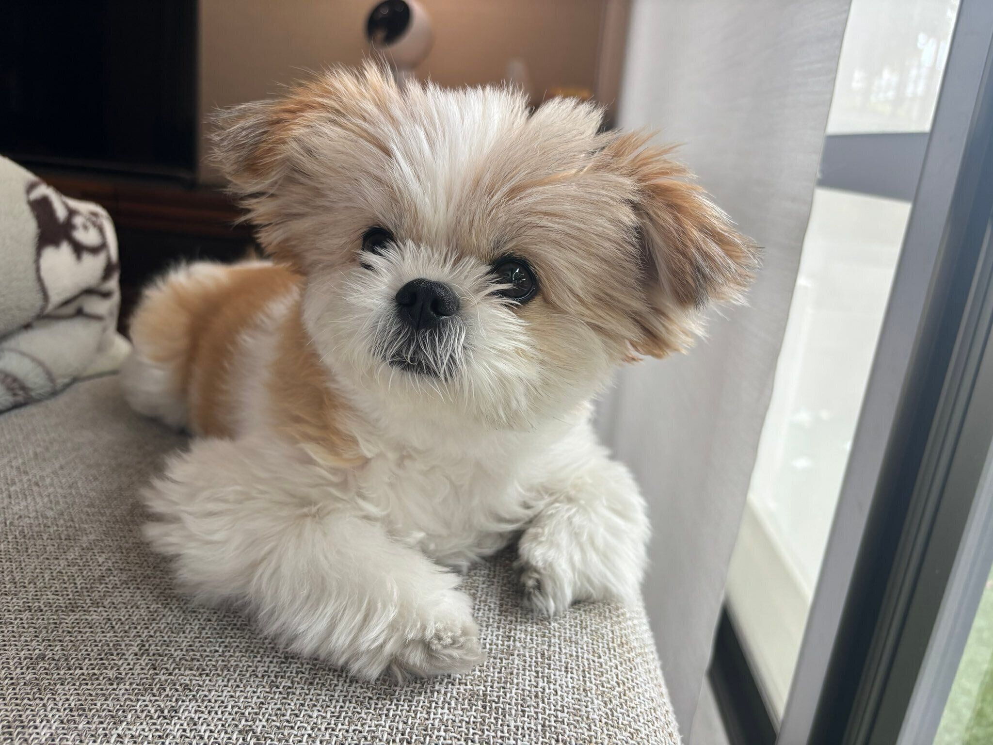 まったりするぽん酢ちゃん