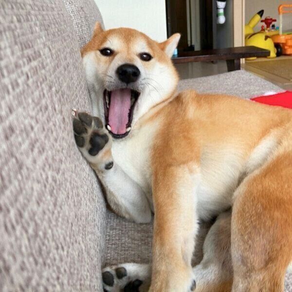 くつろぐこたろうくん