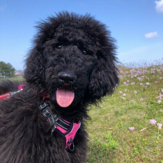 もふもふの大型犬 かわいい画像をまとめてお届け 犬種の特徴も解説 いぬのきもちweb Magazine