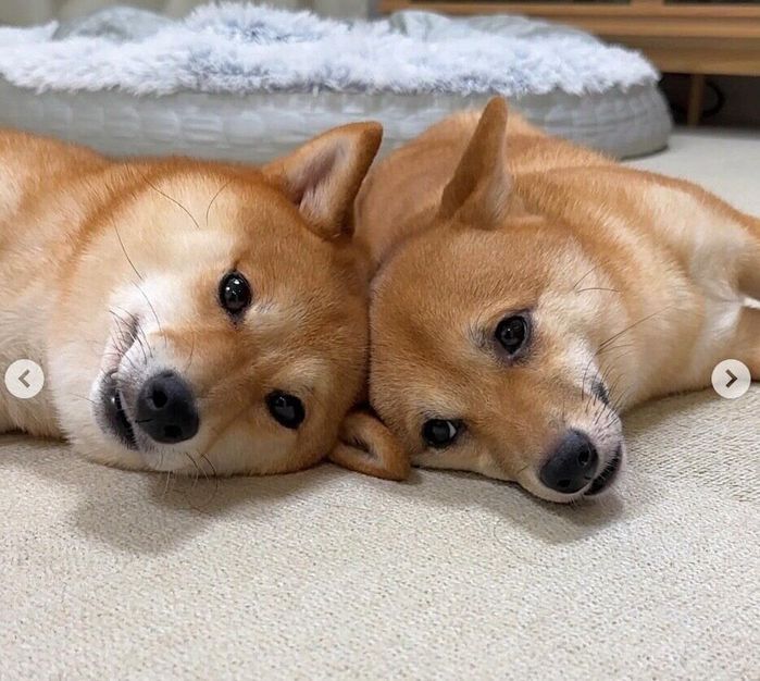 頭をくっつけるはなちゃん、まるちゃん