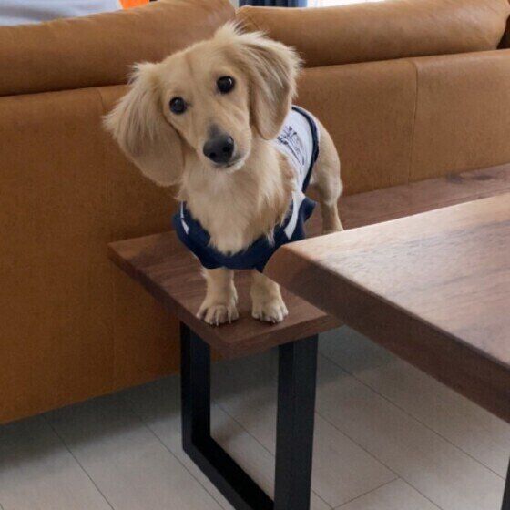 ミニチュア・ダックスフンド　どうしたの？ 