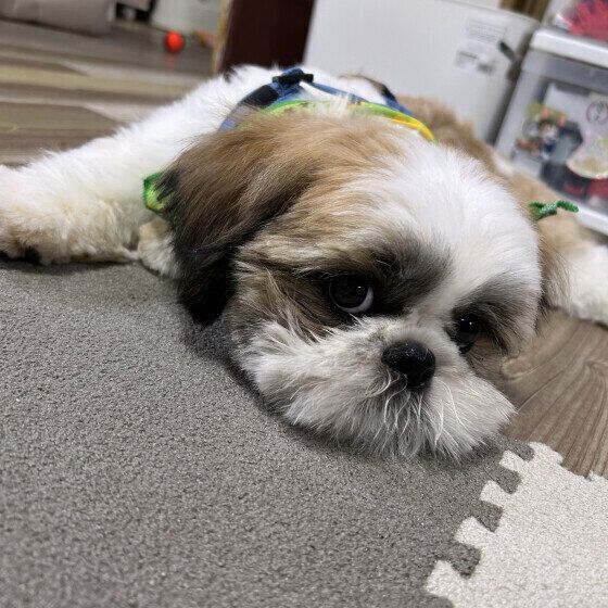 マットの上で寝るシー・ズー