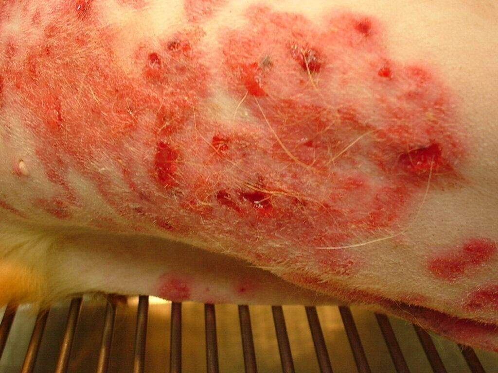 膿皮症を発症し、おなかの皮膚全体に強い赤みと湿疹が広がっています（症例写真提供／斉藤動物病院）