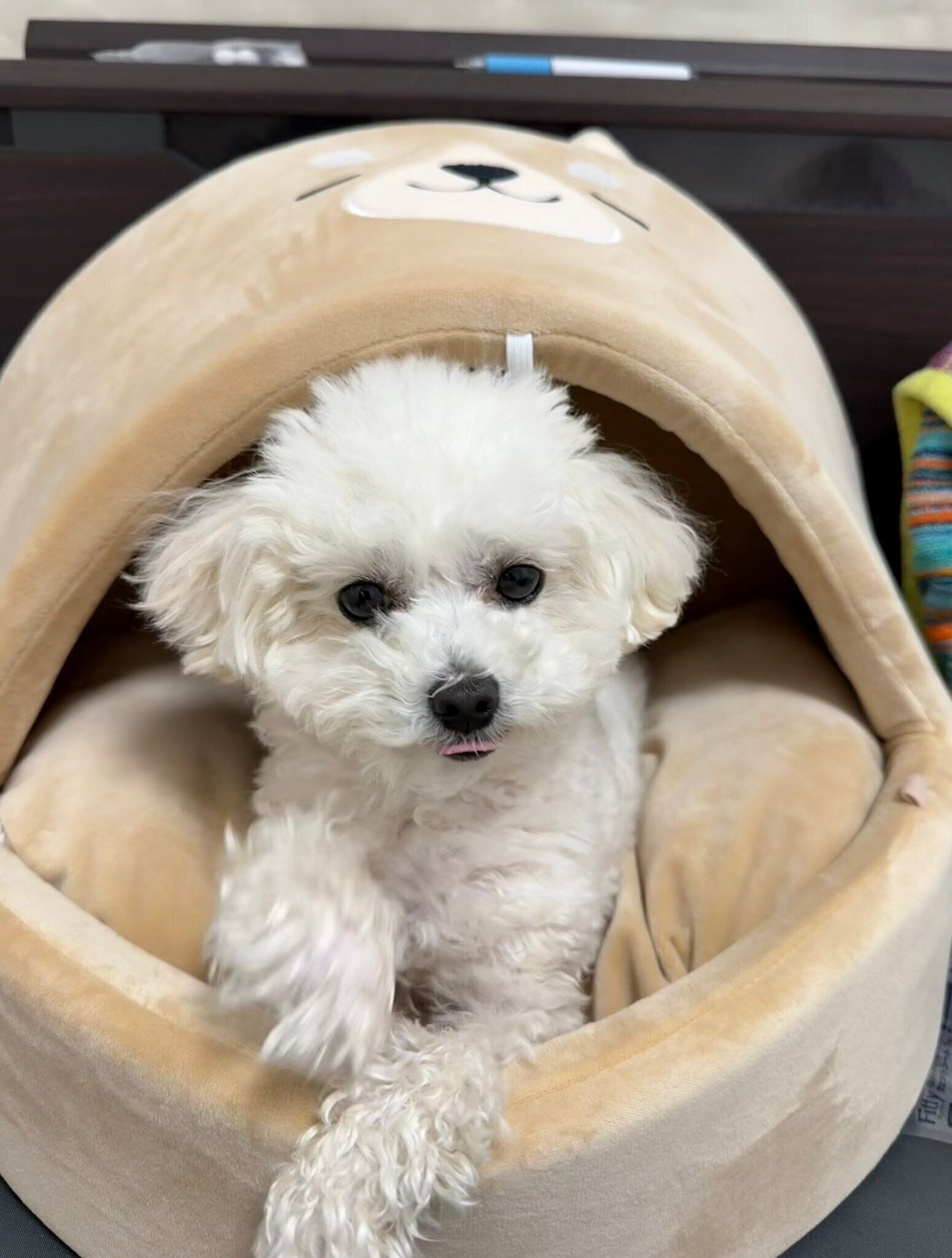 別の日の様子　ドームベッドに入るプンタくん