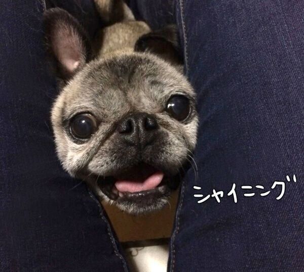 「シャイニング」風のめーちゃん