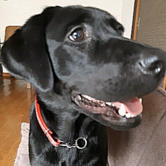 獣医師監修 犬に小松菜を与えるときは注意が必要 与えるメリットとデメリットを解説 いぬのきもちweb Magazine