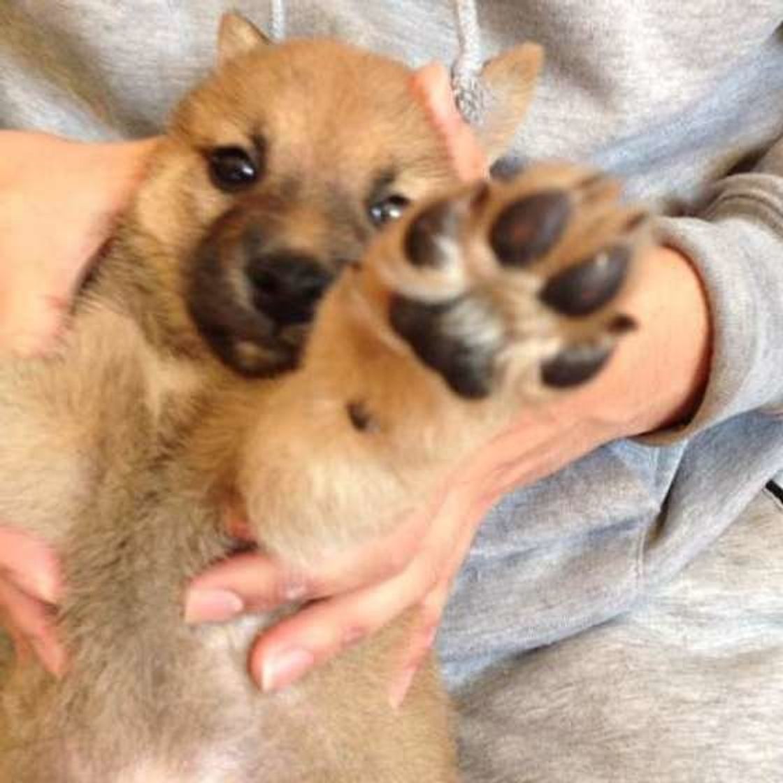 愛犬の肉球を乾燥から守ろう 知っておきたい肉球の乾燥対策とケア いぬのきもちweb Magazine 愛犬の肉球を乾燥から守ろう 知っておきたい肉球の乾燥対策とケア いぬのきもちweb Magazine