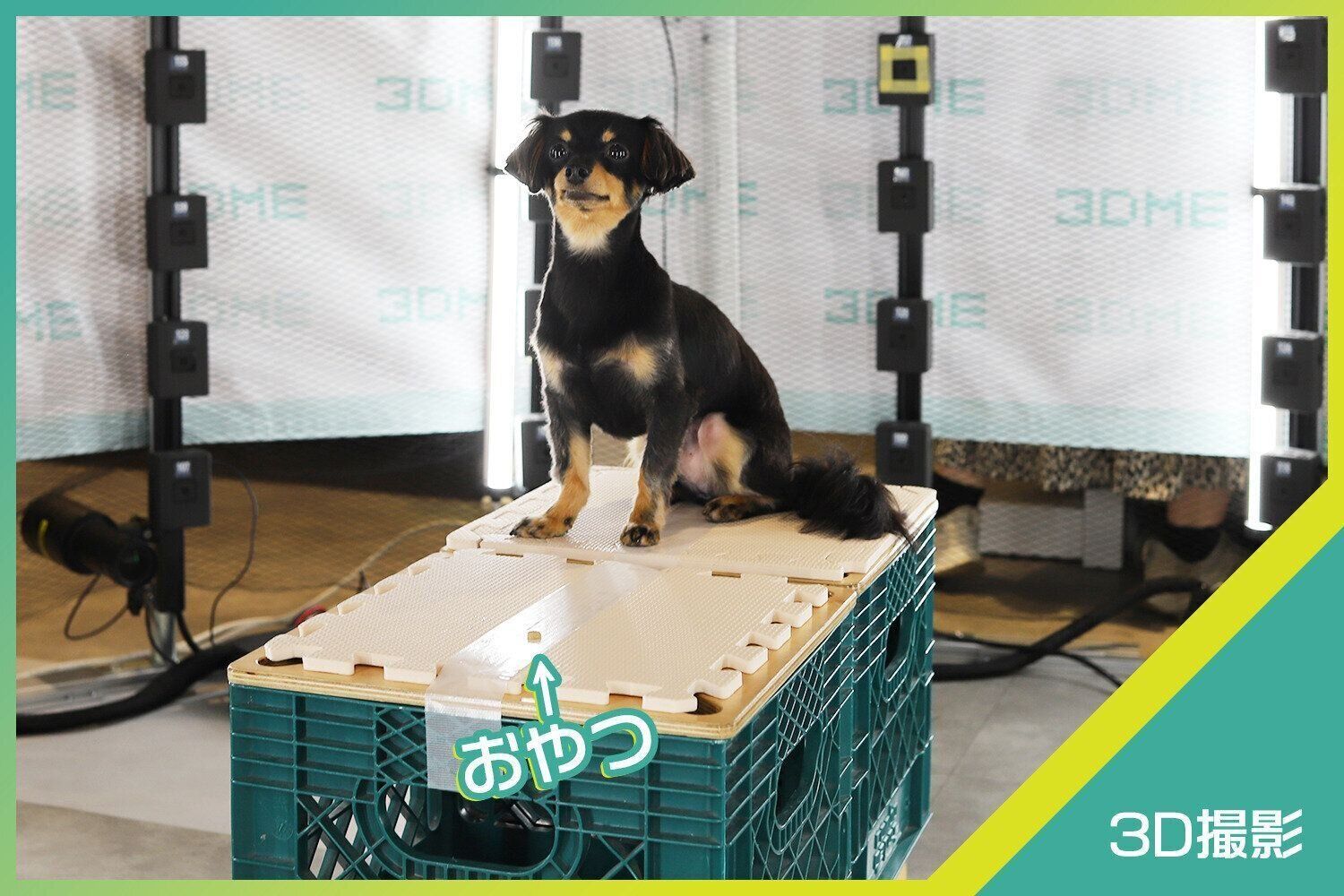 おやつが目の前にあっても、動じない旺次郎くん。しっかり“まて”ができるとシャッターチャンスが増えますね！