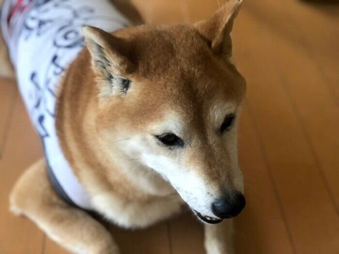 お散歩前に 夏の風物詩 に出会った柴犬マロたん 暑さでビターンは継続中です いぬのきもちweb Magazine お散歩前に 夏の風物詩 に出会った柴犬マロたん 暑さでビターンは継続中です いぬのきもちweb Magazine