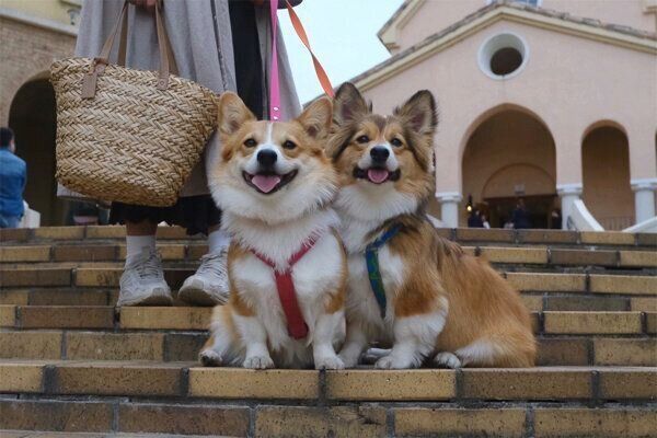 ピタッとくっつくせこむちゃん、うりちゃん