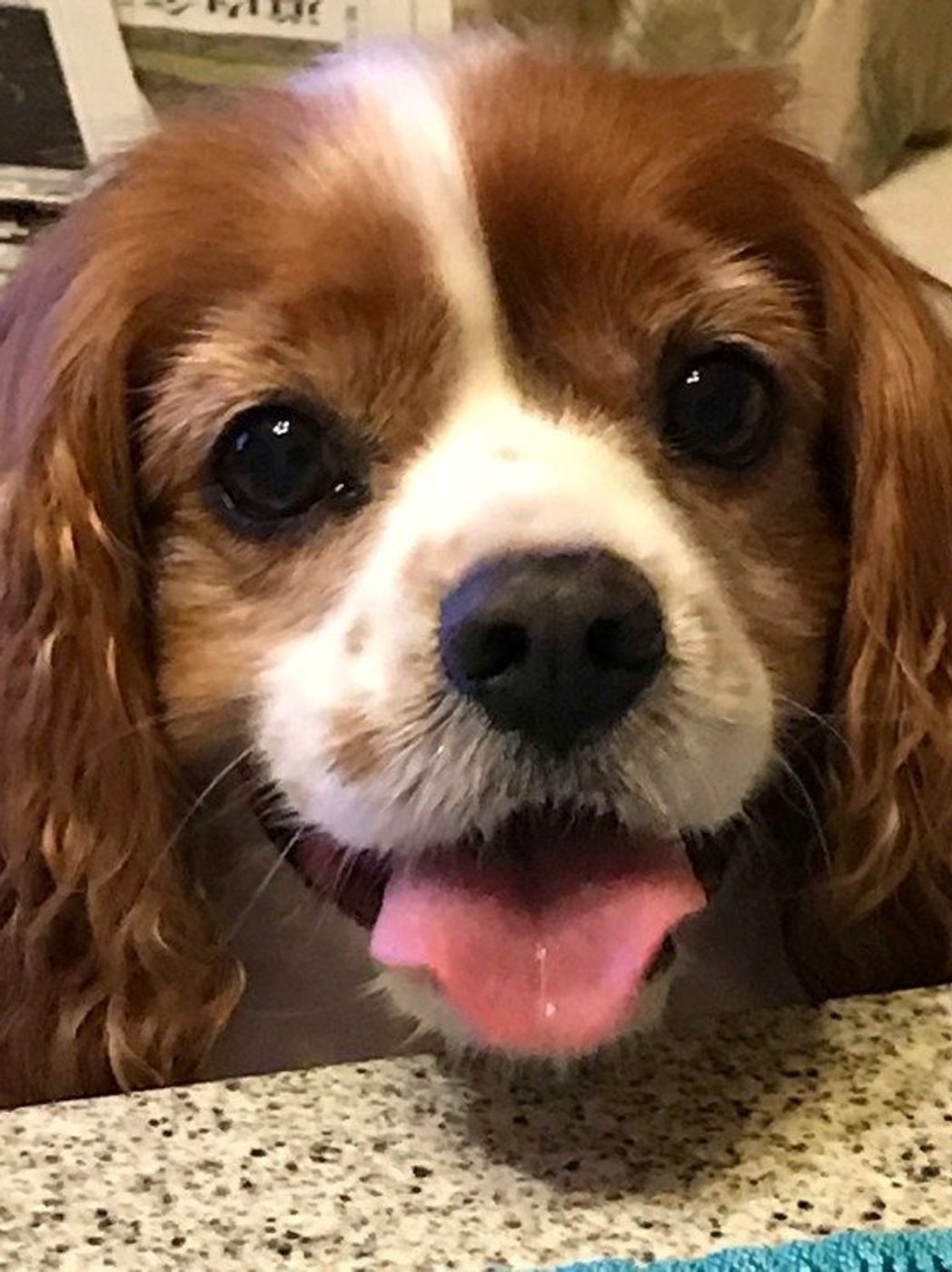 それって確信犯 飼い主にわざとアピールする犬の行動5選 いぬのきもちweb Magazine それって確信犯 飼い主にわざとアピールする犬の行動5選 いぬのきもちweb Magazine