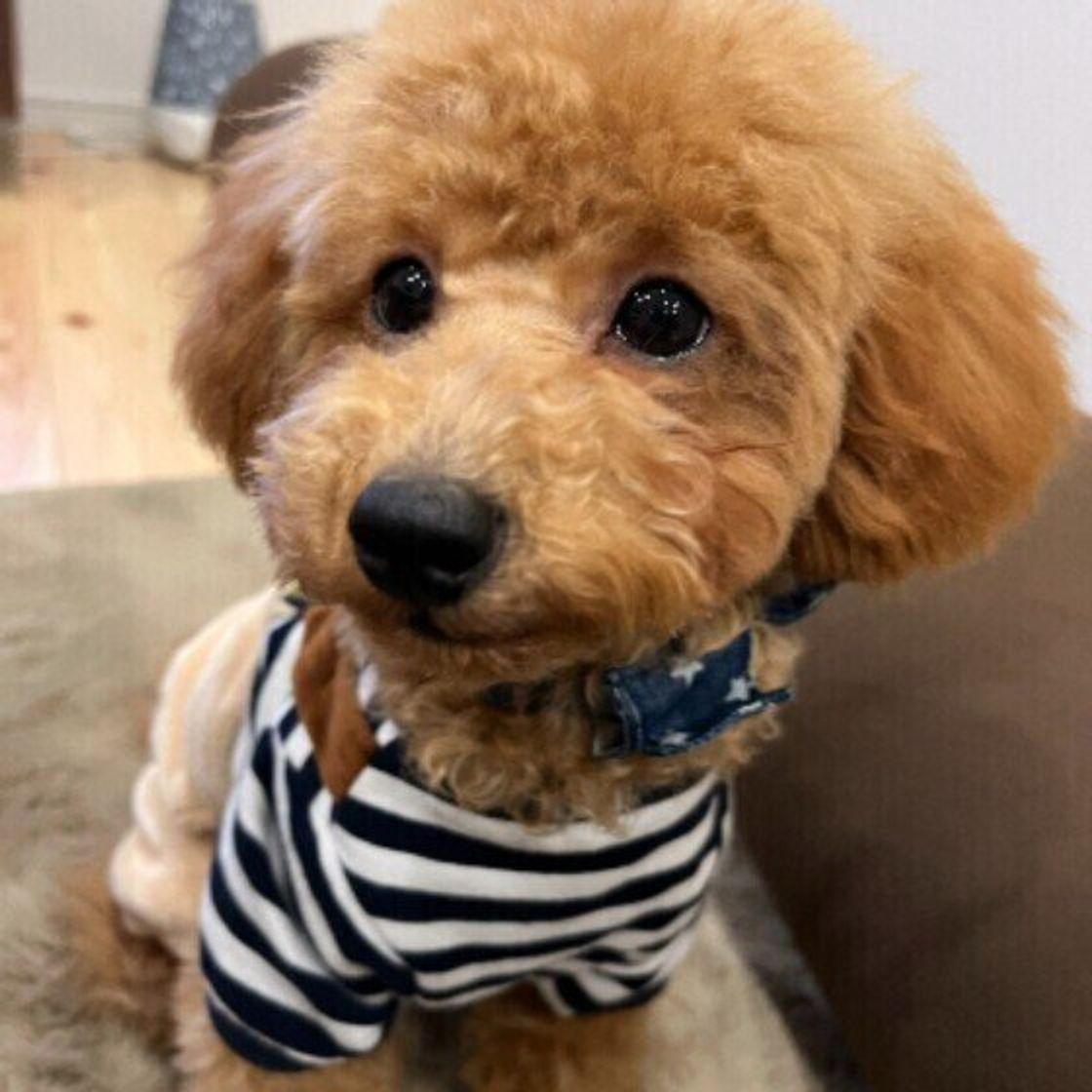 殺虫剤 を犬がなめないように注意 殺虫剤と犬への影響について獣医師解説 いぬのきもちweb Magazine 殺虫剤 を犬がなめないように注意 殺虫剤と犬への影響について獣医師解説 いぬのきもちweb Magazine