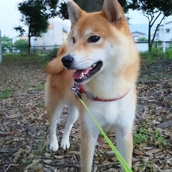 散歩中の柴犬
