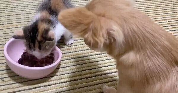 ごはんを食べるものこちゃん