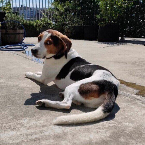 ひなたぼっこする梵旦くん（ビーグル）