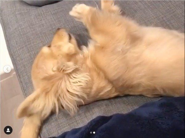 寝顔がすごすぎるカニーンヘン・ダックスフンド