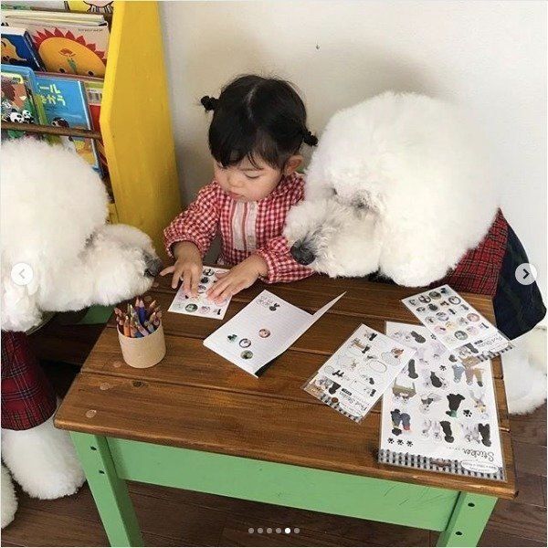 スタンダード・プードル