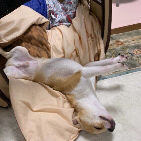 どうしてそんなに突っ張るの?犬達が「前足ピーン」をする理由