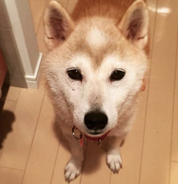 柴犬のはなちゃん