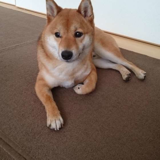 小太郎くん  柴